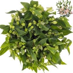 Alstromerie hell rosa Charmelia 75cm 75cm