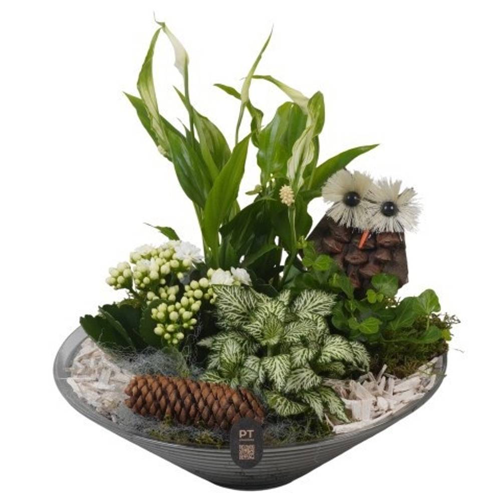 Spath.Arr PTHG8264 Herbst T26 H026