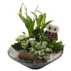 Spath.Arr PTHG8264 Herbst T26 H026