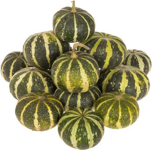 Zierkürbis grün/gelb Flatt Striped 6cm