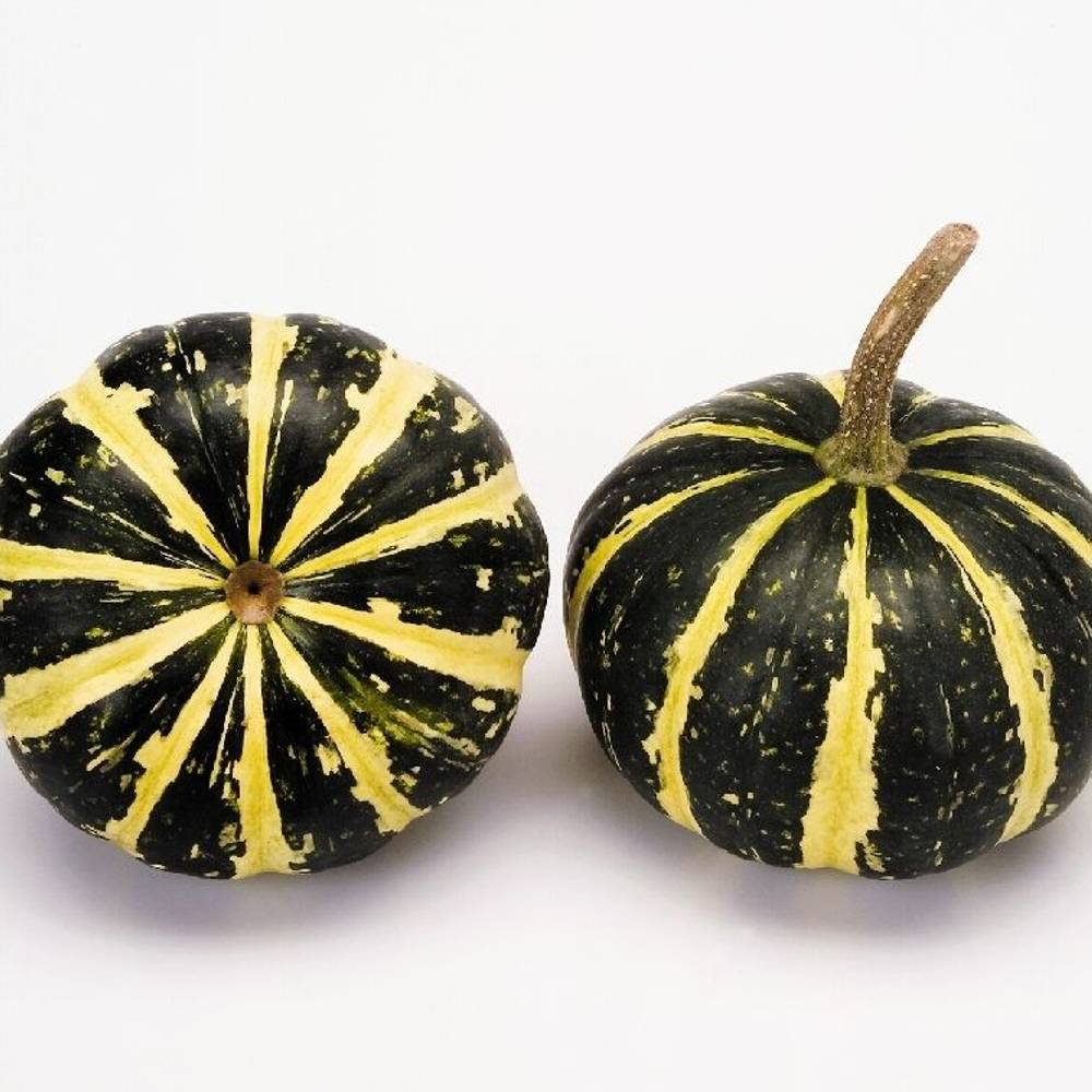 Zierkürbis grün/gelb Flatt Striped 6cm