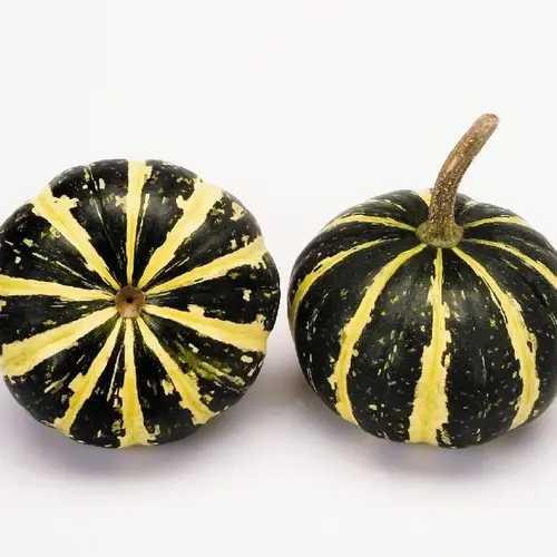 Zierkürbis grün/gelb Flatt Striped 6cm