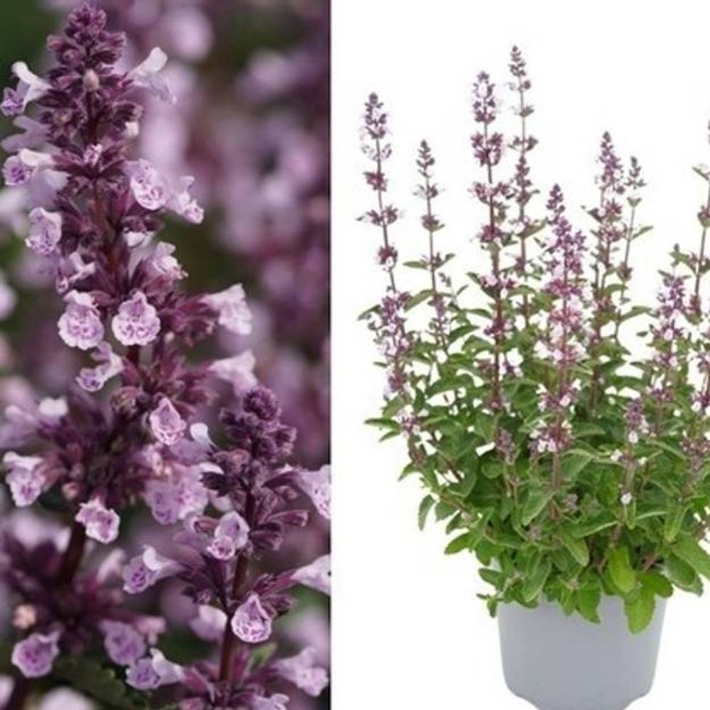 Nepeta lila Wild Orchid T17 H035