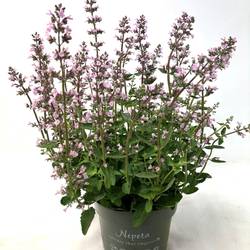 Nepeta lila Wild Orchid T17 H035