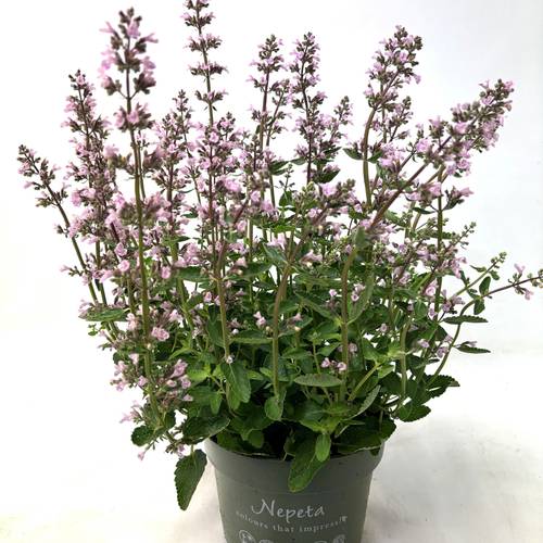 Nepeta lila Wild Orchid T17 H035