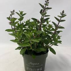 Nepeta lila Wild Orchid T17 H035
