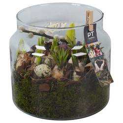 Zwiebel.Arr mix PTBMP5758 Ostern T19 H022