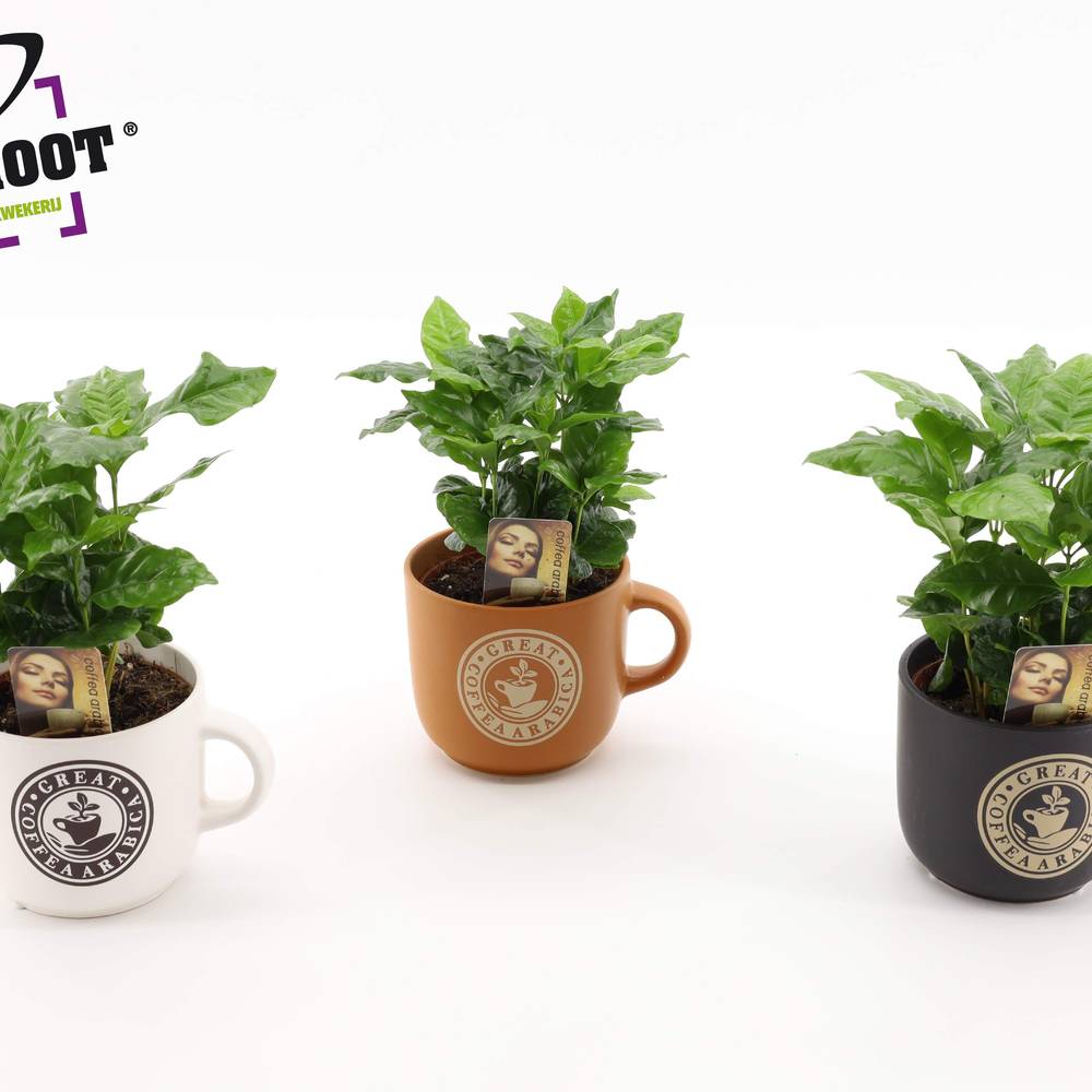 Coffea im Keramik Tasche mix T12 H025