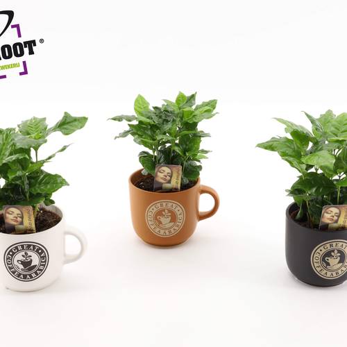 Coffea im Keramik Tasche mix T12 H025