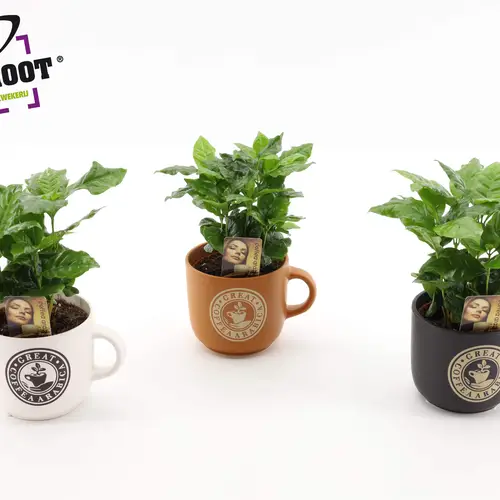 Coffea im Keramik Tasche mix T12 H025