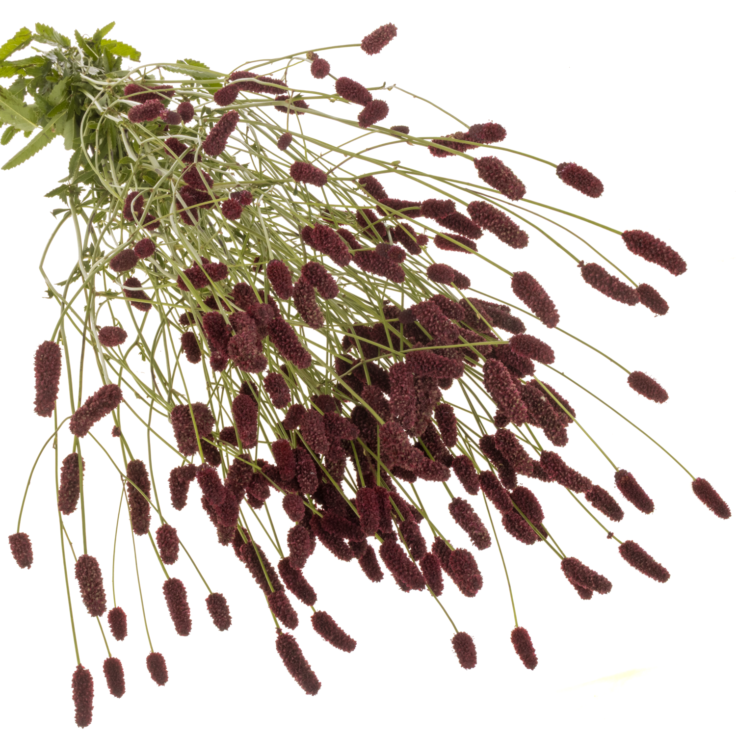 Sanguisorba rot Red Dream 90cm