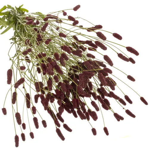 Sanguisorba rot Red Dream 90cm