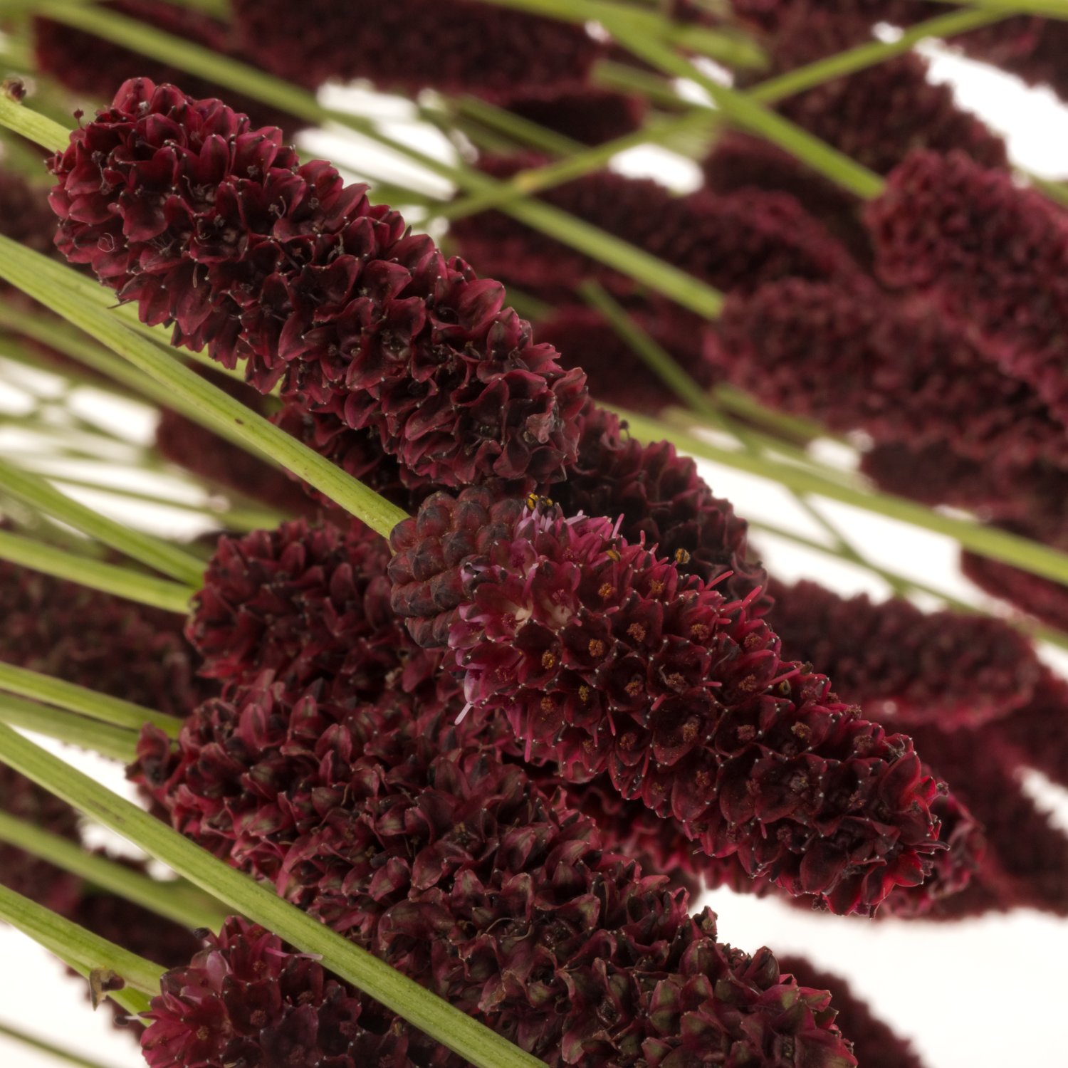 Sanguisorba rot Red Dream 90cm