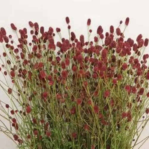 Sanguisorba rot Red Dream 90cm