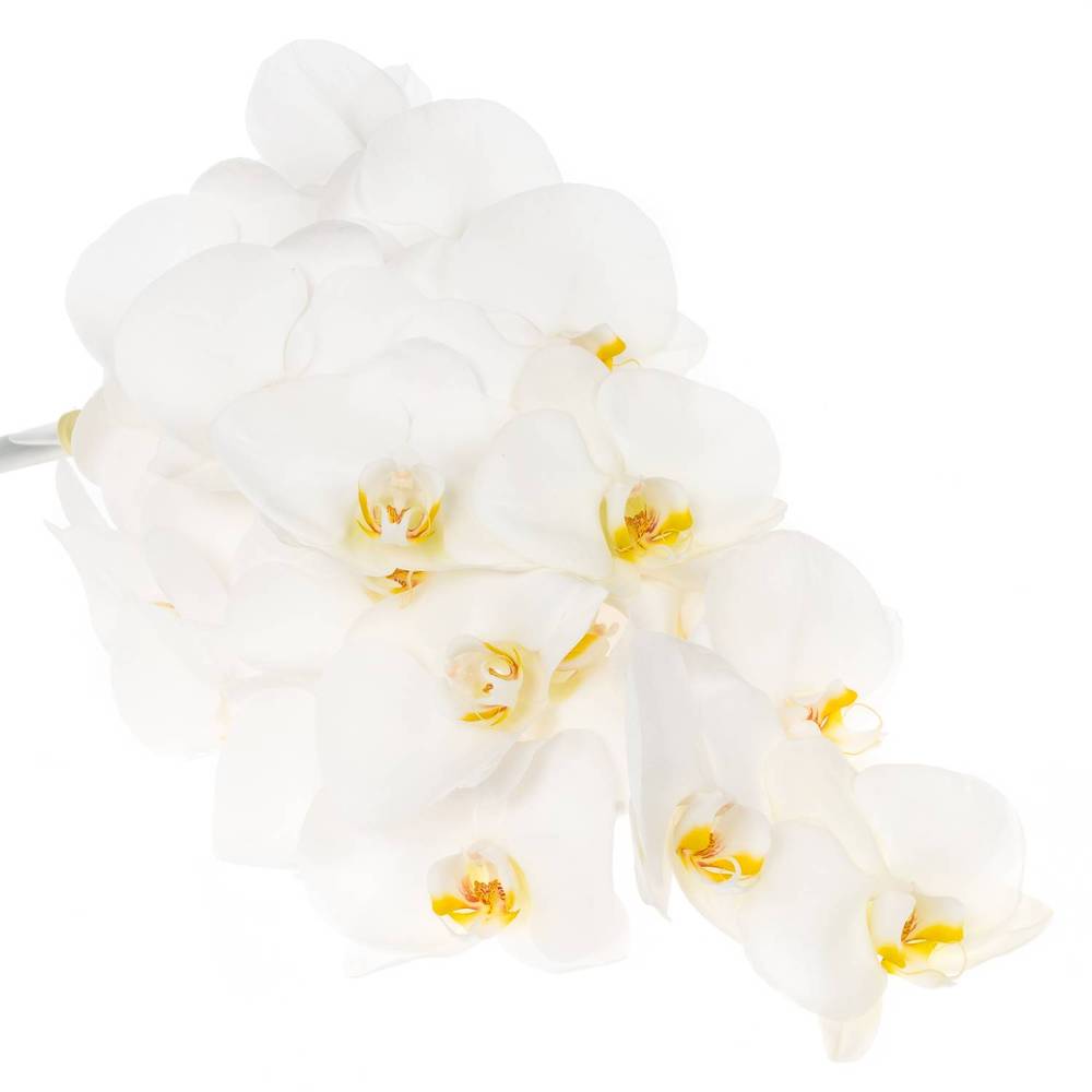 Phalaenopsis weiss Alba Royale 45 Blüten 3 Stiele 80cm