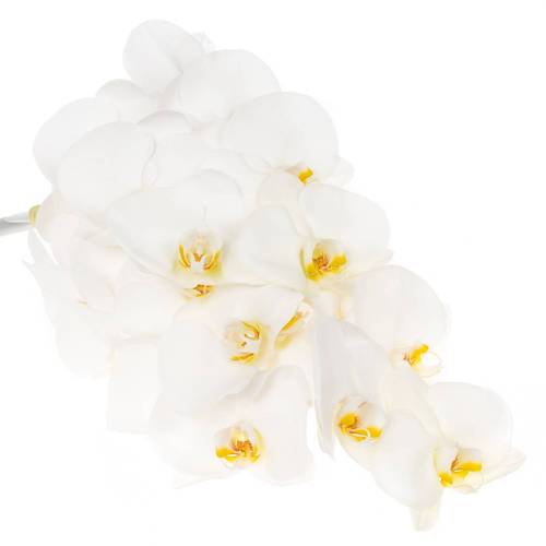 Phalaenopsis weiss Alba Royale 45 Blüten 3 Stiele 80cm