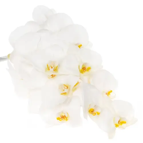 Phalaenopsis weiss Alba Royale 45 Blüten 3 Stiele 80cm