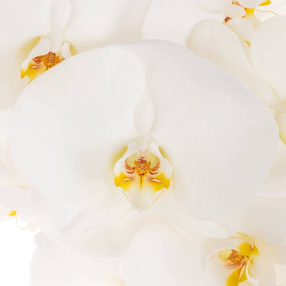 Phalaenopsis weiss Alba Royale 45 Blüten 3 Stiele 80cm