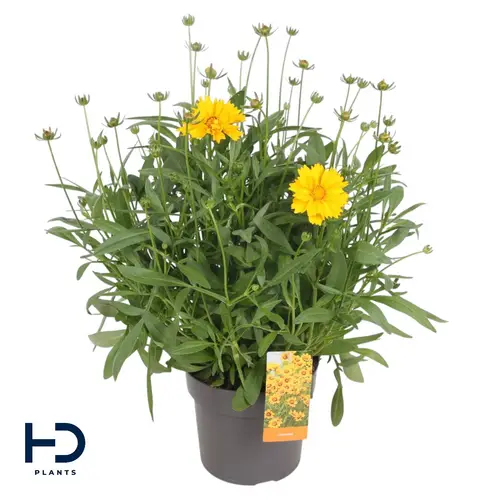 Coreopsis gelb T17 H040