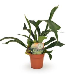 Platycerium Bifurcatum T12 H30