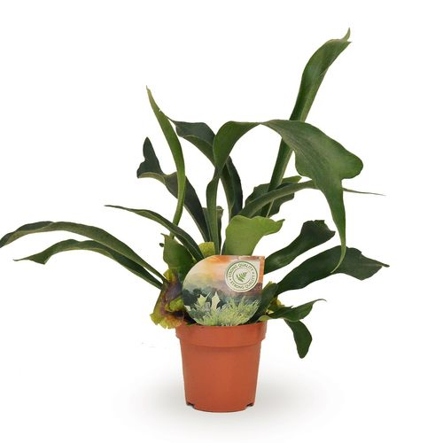 Platycerium Bifurcatum T12 H30
