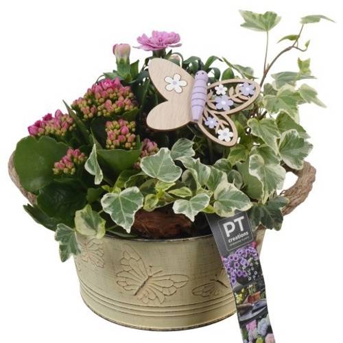 Garten.Arr PTPP6807 T16 H021
