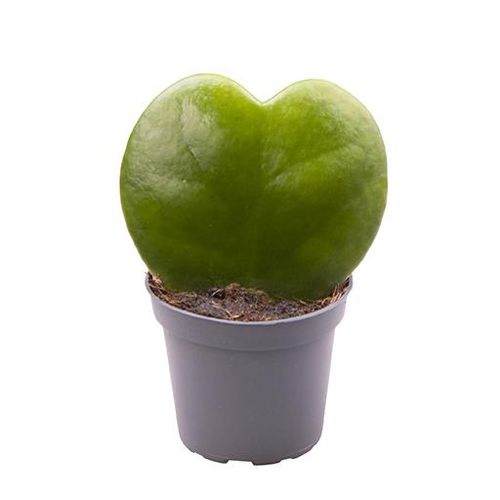 Hoya Kerri T06 H10