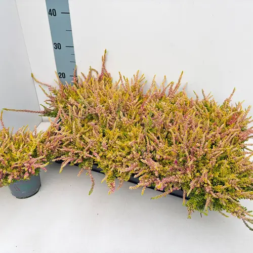 Calluna BL gelb/rosa Anna Sophie T10,5 H018