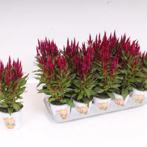 Celosia Deep Purple Kelos Atomix T12 H35