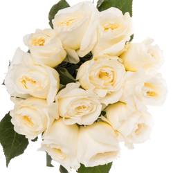 Rose creme David Austin Patience 50cm