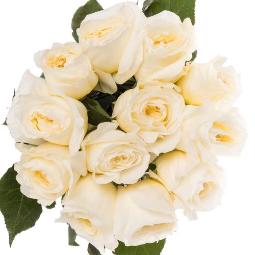 Rose creme David Austin Patience 50cm