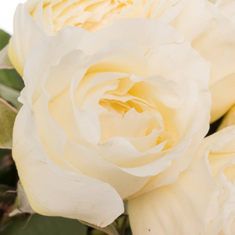 Rose creme David Austin Patience 50cm