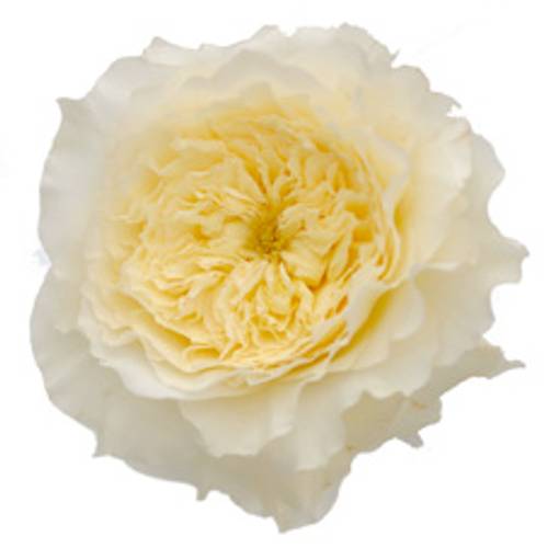Rose creme David Austin Patience 50cm