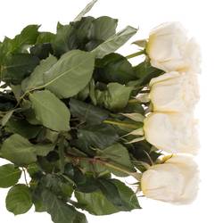 Rose creme David Austin Patience 50cm