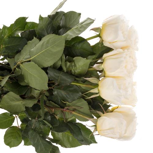 Rose creme David Austin Patience 50cm