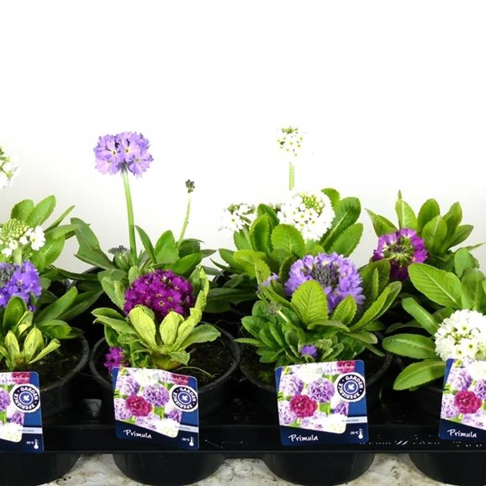Primula Denticulata mix T13