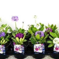 Primula Denticulata mix T13