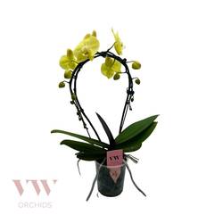 Phal.2-R gelb Spiegelbogen Osternangebot T12 H050