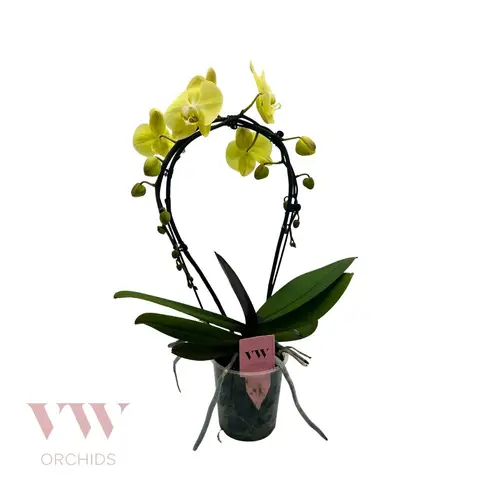 Phal.2-R gelb Spiegelbogen Osternangebot T12 H050