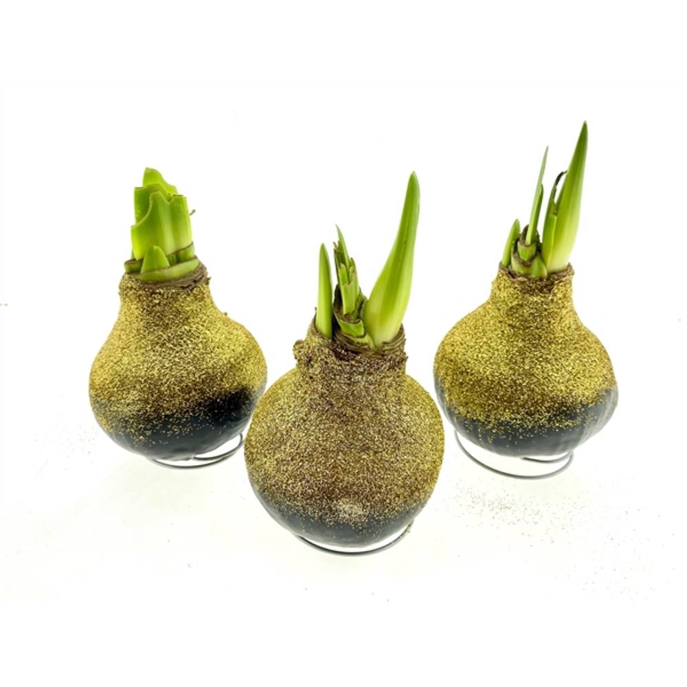 Amar.Bol Wachs gold Bio Glitzer rote Bl. 32cm H015