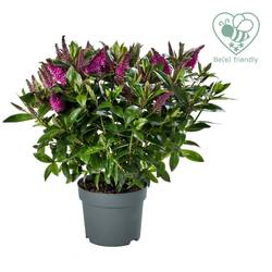 Hebe Donna Nikka lila T17 H45
