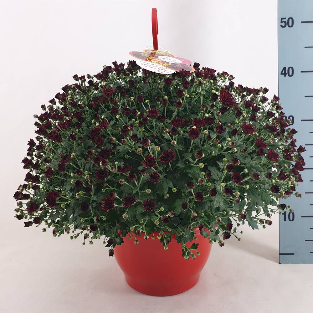Chrys.rot Skyfall T23 H045