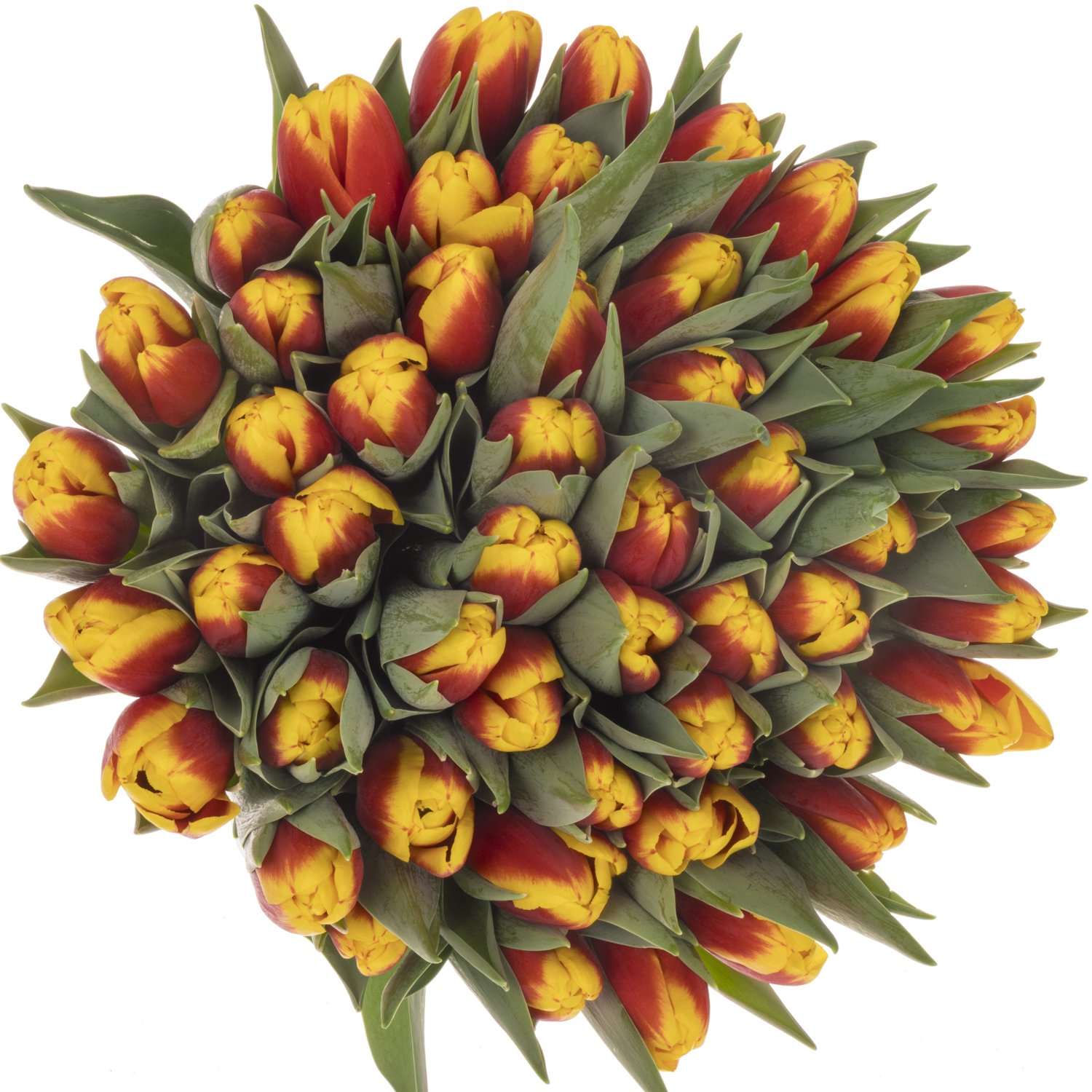 Tulpe rot/gelb Ready Borst 50 Gramm