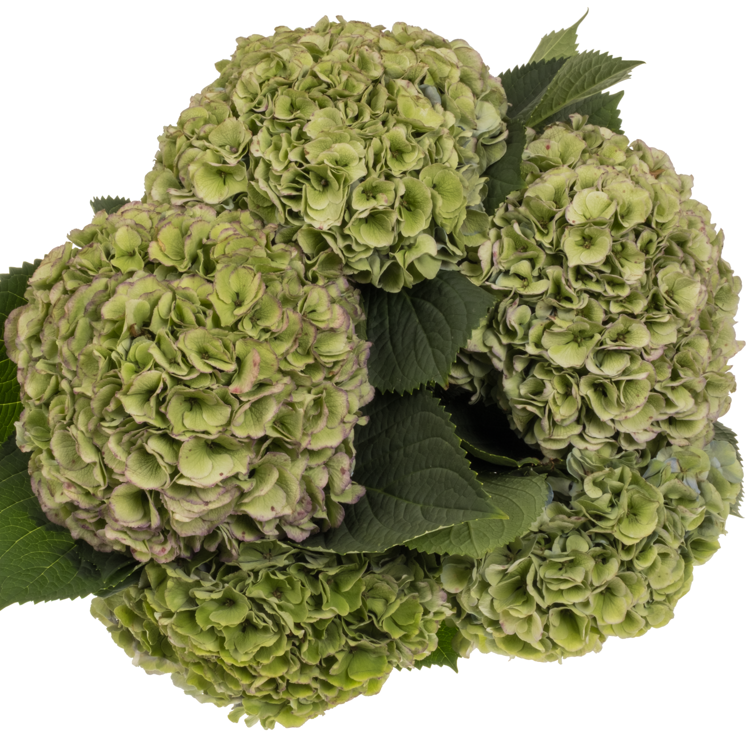 Hortensie hell blauhell grün Heaven bol 22cm 80cm