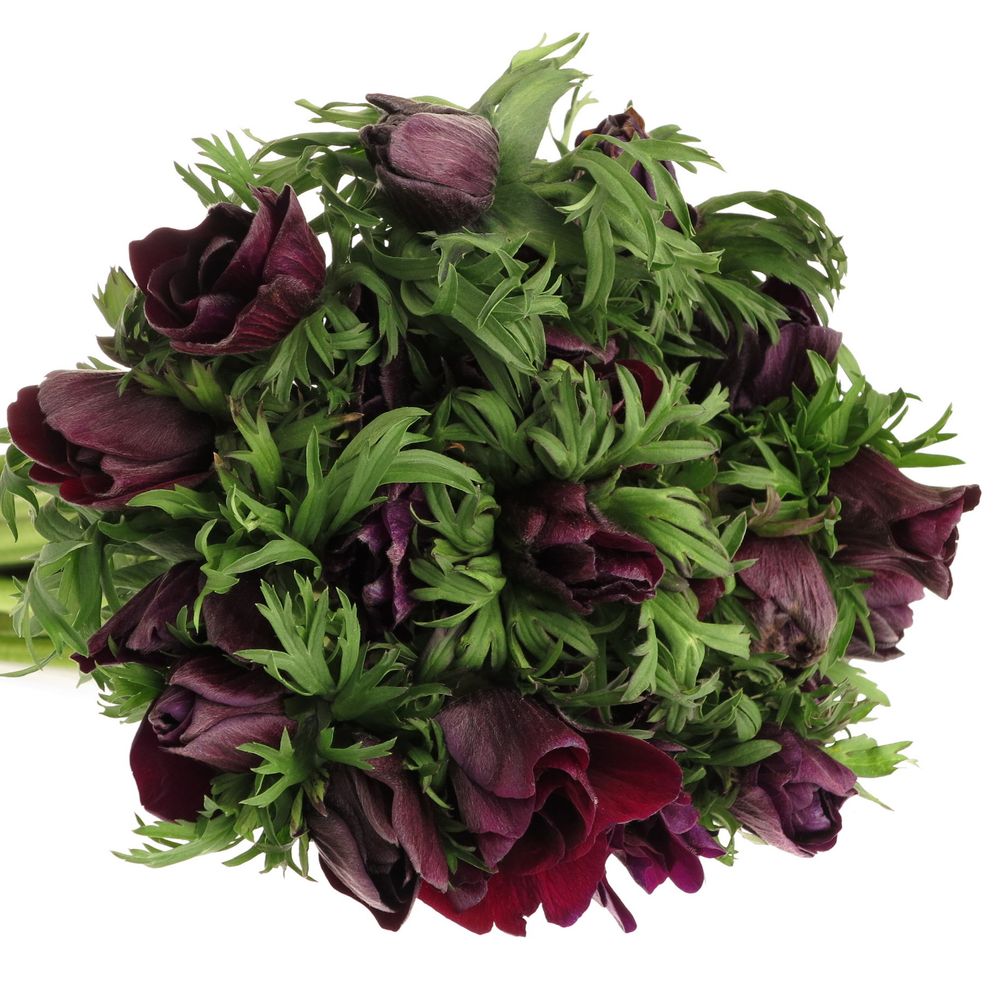 Anemone rot bordeaux Israel 40cm