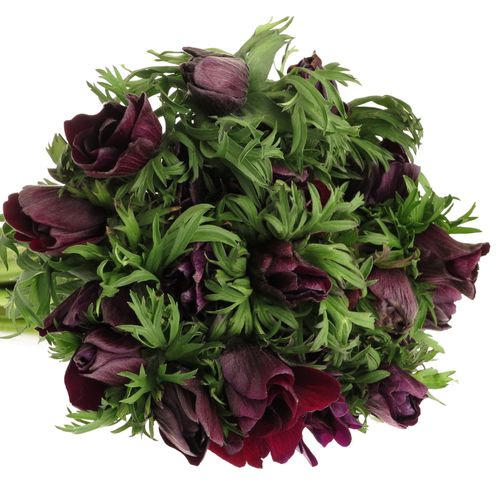 Anemone rot bordeaux Israel 40cm