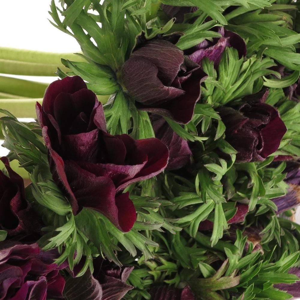 Anemone rot bordeaux Israel 40cm