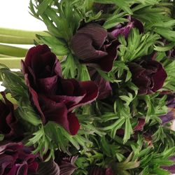 Anemone rot bordeaux Israel 40cm