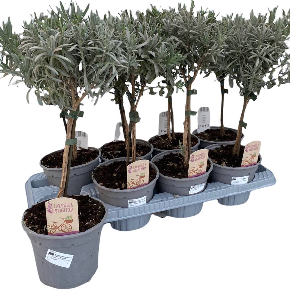 Lavendel Ang. Stamm T14 H45