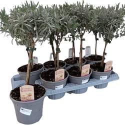 Lavendel Ang. Stamm T14 H45